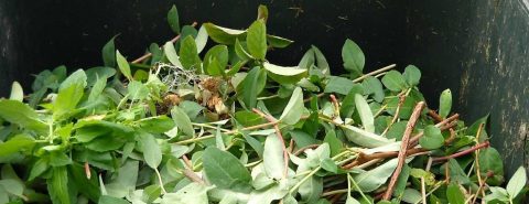 Binfield Garden Clearance